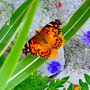 Meet your Posher, Judy